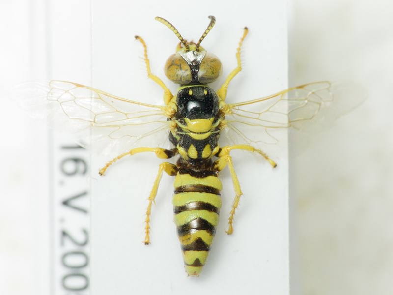 Hymenoptera